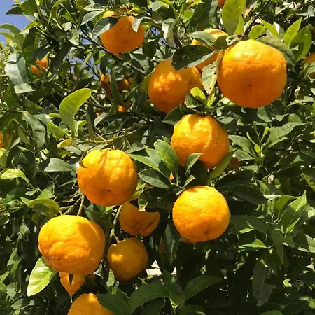 Villa Zeezicht * Lloret de Mar